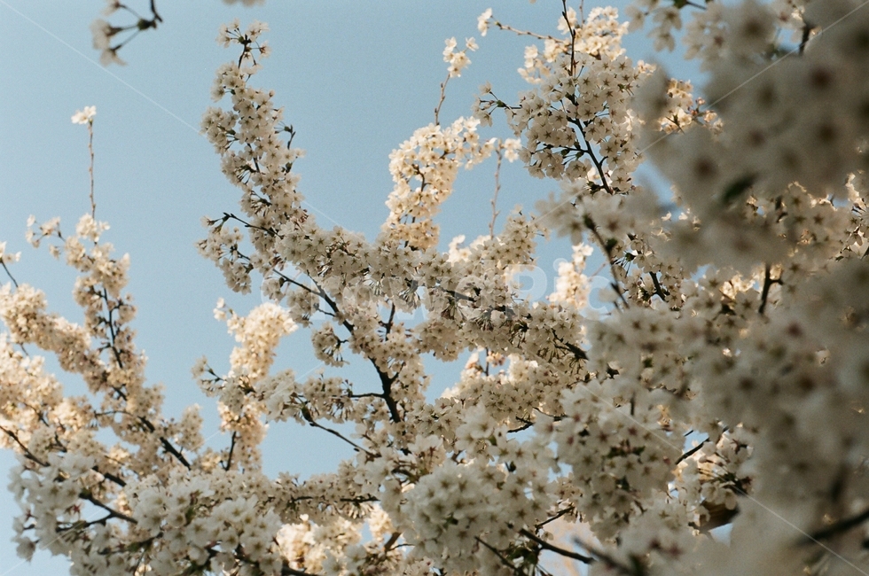 plant,blossom,꽃,flower,벚꽃,식물