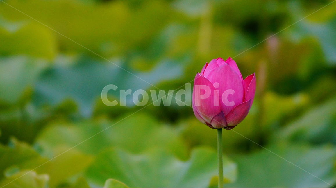 연꽃,꽃,꽃사진,식물,자연,식물,자연,plants,nature,꽃,flower