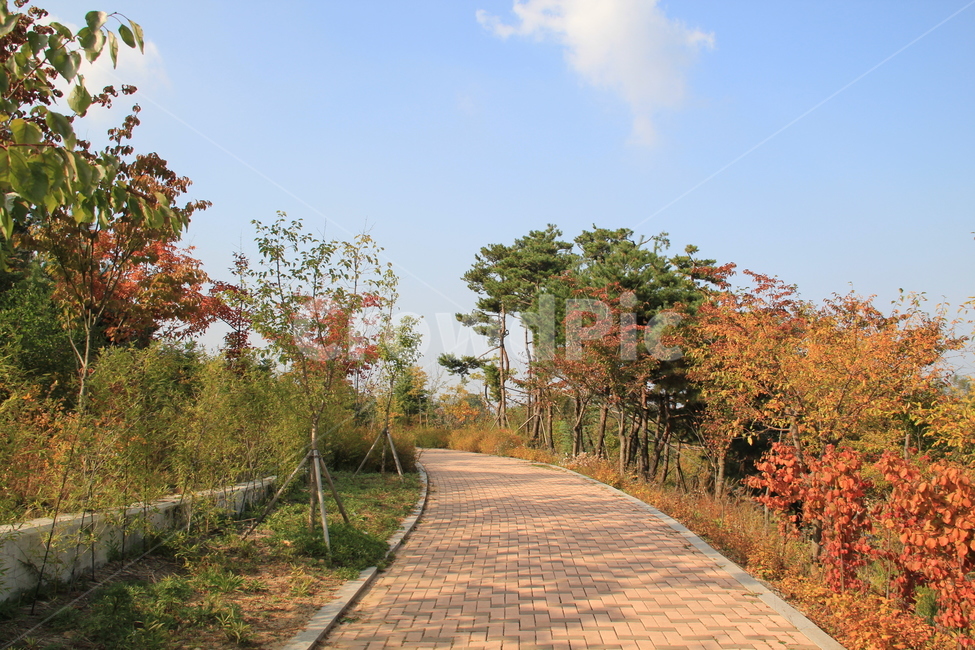 path,통로,walkway,보도,가을길,가을,계절,fall,autumn,season,flagstone,판석