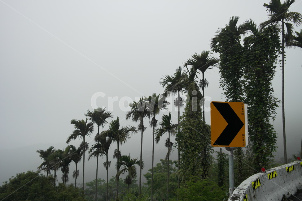 나무,방향,신호,표지,안개,도로,산,열대,해외,외국,세계,foreign,oversea,world,식물,자연,plants,nature,나무,trees,wood