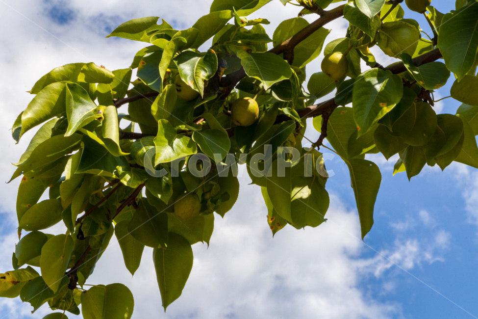 배,돌배,배나무,pear,배나무열매