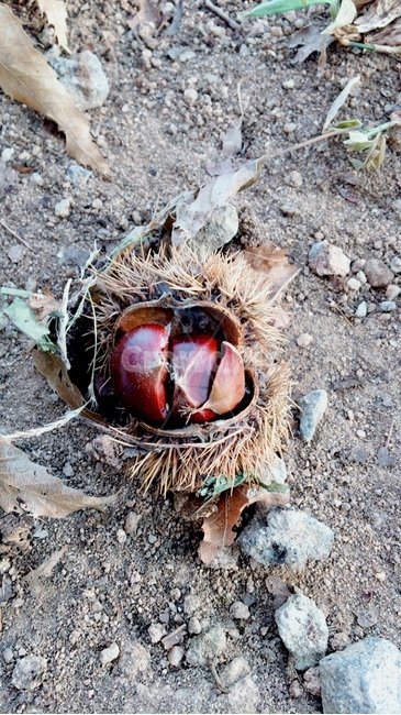 밤,가을,날밤,chestnut,nut,fall,껍질까진빔,먹는빔,과실밤,autumn