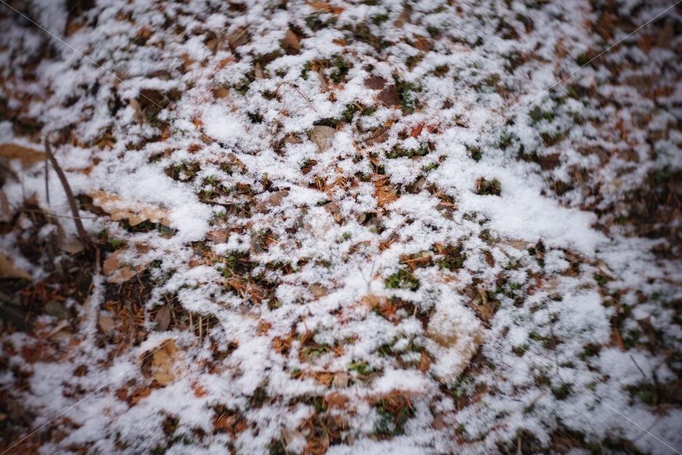눈,겨울,snow,낙엽,땅,공원,첫눈,겨울,계절,winter,season