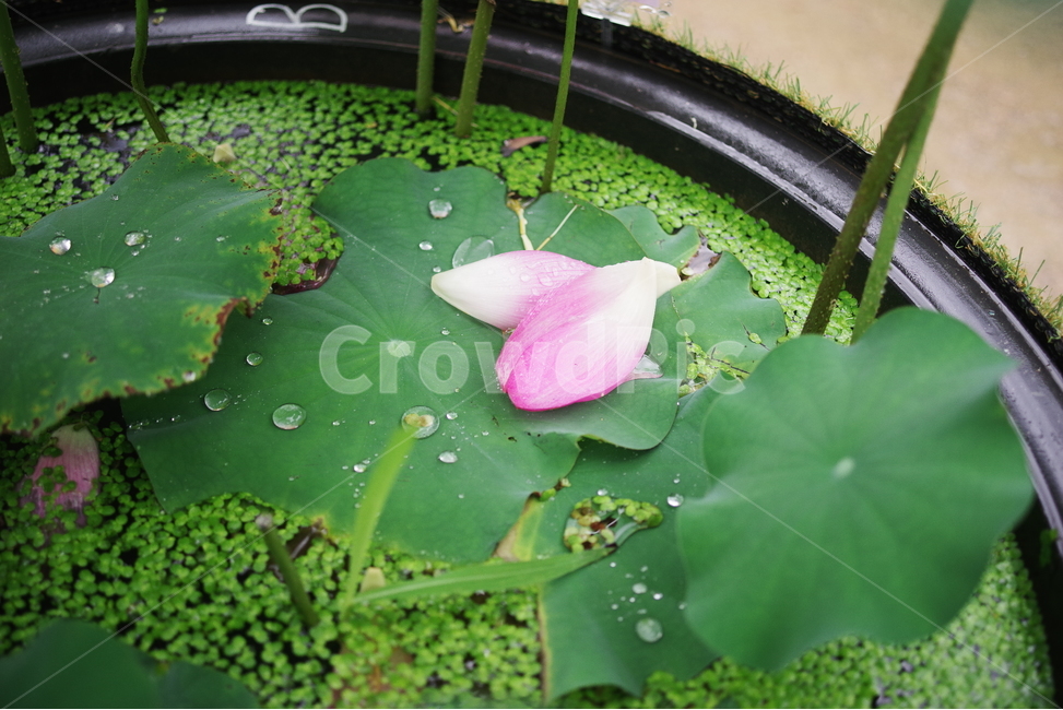 연잎,물,초록,잎사귀,잎,식물,자연,여름,빗방울,rain,lotus,leaf,green,summer,water,식물,자연,plants,nature,꽃,flower