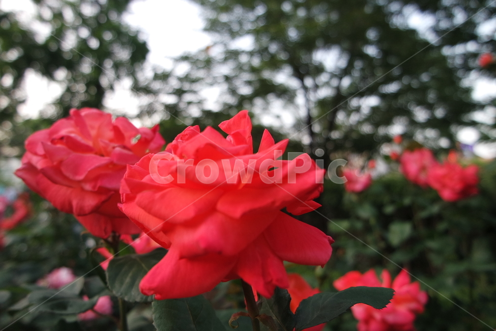 꽃,꽃사진,장미,장미꽃,장미사진,식물,자연,plants,nature,꽃,flower