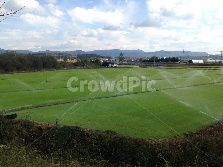 field,들,outdoors,옥외,그린,green,자연,nature,농업,농사,agriculture,farming,farming industry