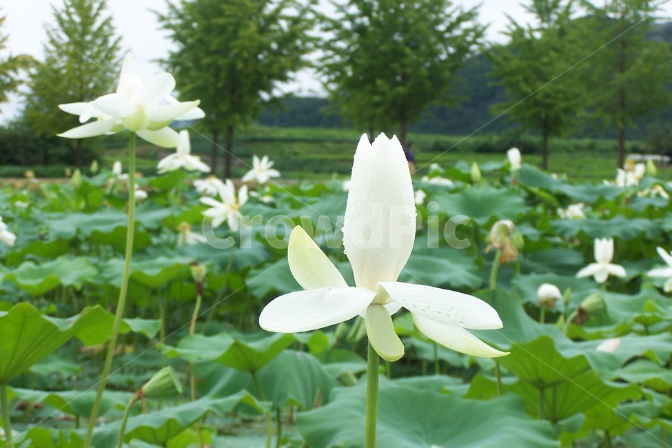 연꽃,flower,blossom,꽃봉우리,꽃,식물,자연,plants,nature,꽃,flower