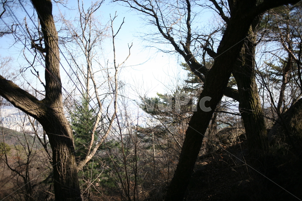 나무,낙엽,풍경,숲,산,북한산,mountain,tree,forest