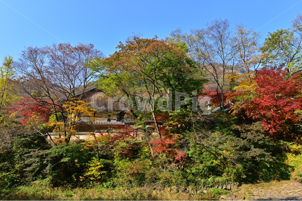 leaf,잎,plant,식물,tree,나무,maple,단풍,단풍잎,장성,백양사,백양사가을,가을,추색,만추,계절,사찰,절,불교,가을,계절,fall,autumn,season