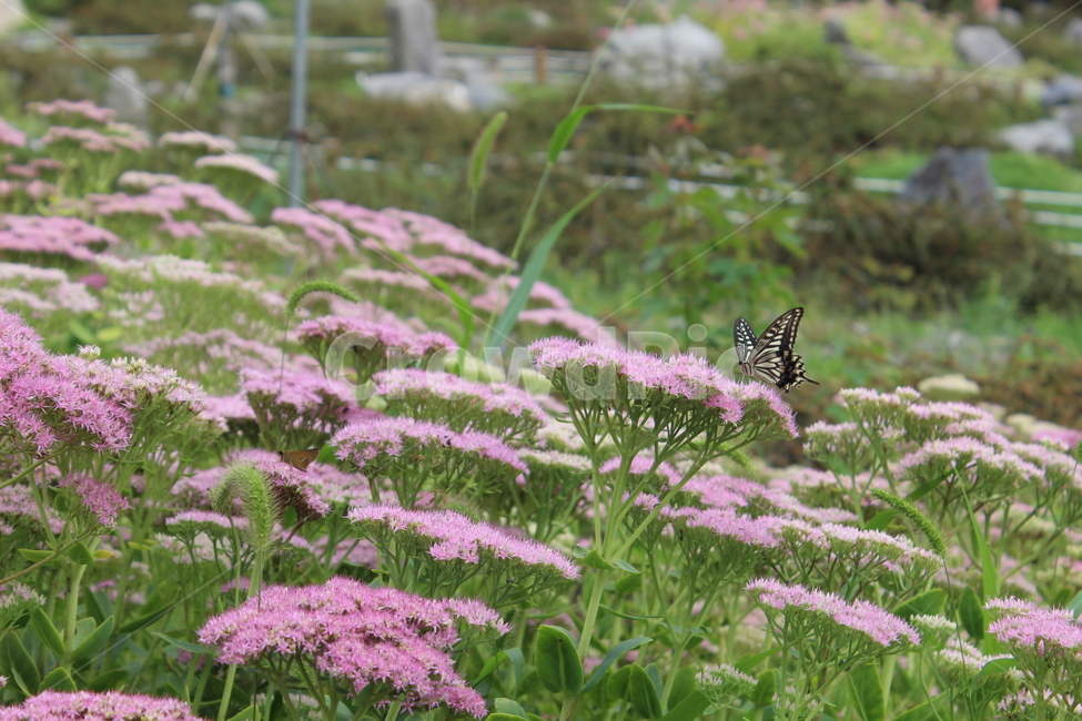 나비,자연,꽃,flower,butterfly