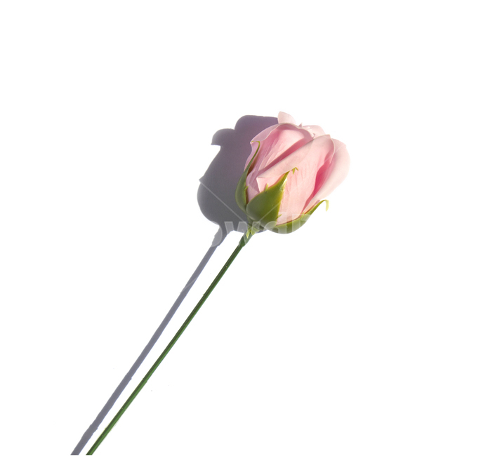장미,로즈,꽃,플라워,조화,비누,비누꽃,핑크,분홍,줄기,흰배경,클로즈업,사물,자연,식물,탑,탑뷰,탑앵글,식물,자연,plants,nature,꽃,flower