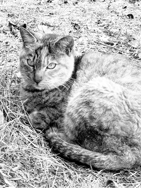 고양이,동물,자연,길고양이,웅크린고양이,동물,animal,포유류,mammal,고양이,cat,kitten,kitty,흑백,모노톤,monochrome,black and white