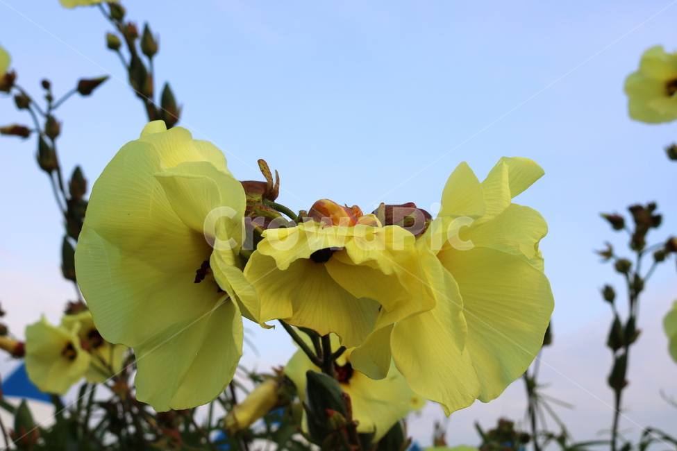 닥풀,꽃,닥풀꽃,식물,자연,황추규,황촉규,아욱과,식물,자연,plants,nature,꽃,flower