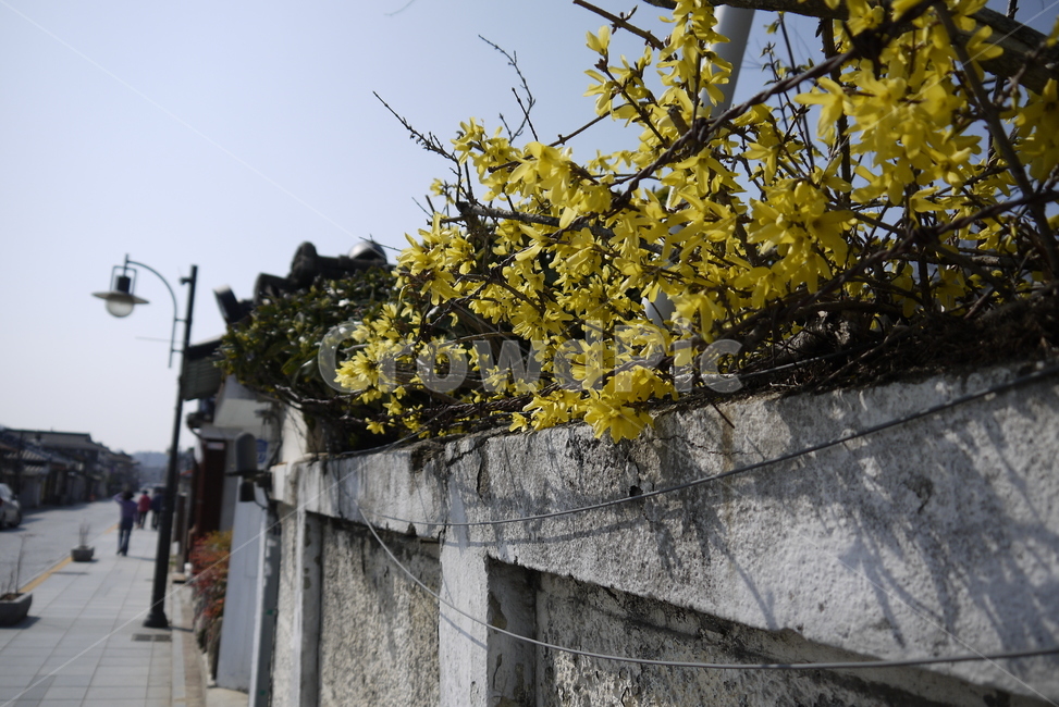 봄,봄꽃,개나리,한옥마을,spring,담장,식물,자연,plants,nature,꽃,flower