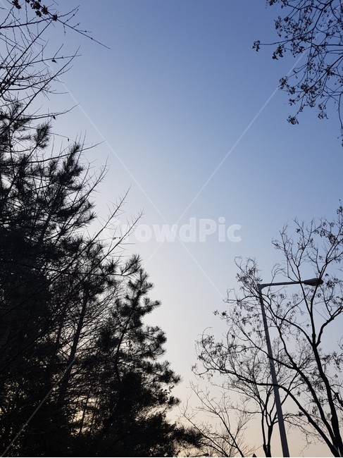 하늘,나무,감성,노을,맑음,가을하늘,가을,자연,풍경,nature,landscape,tree,plant,식물,fir,전나무