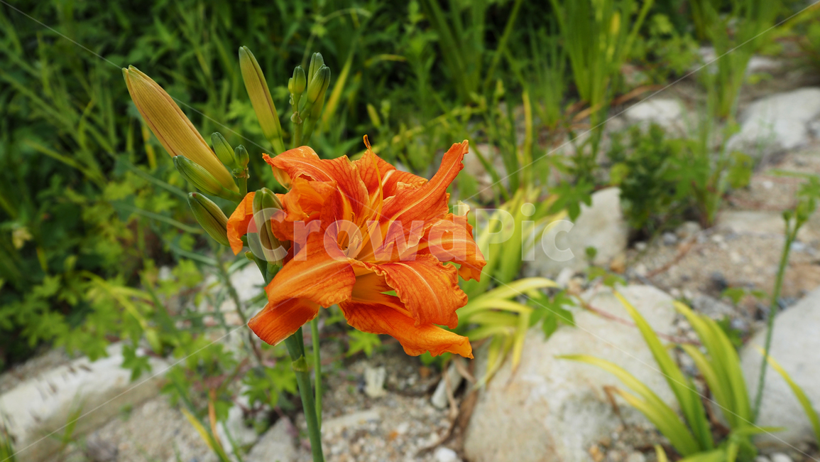 야생화,꽃,주황색,wildflower,flower,orange
