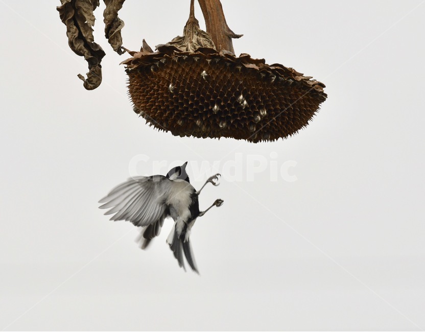 해바라기,해바라기씨,새,박새,날으는새,동물,animal,조류,새,birds