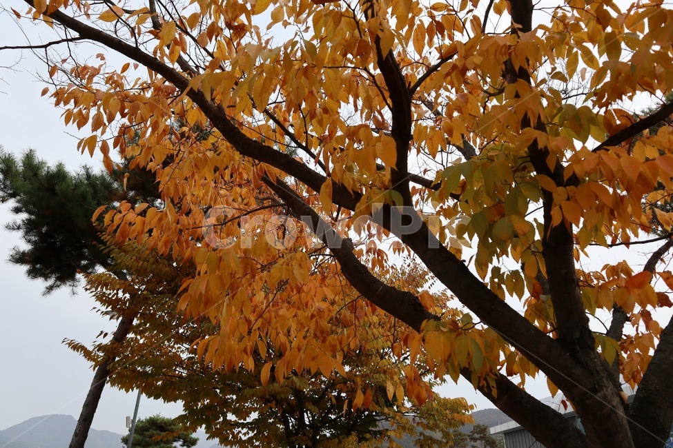 plant,식물,tree,나무,maple,단풍,autumn,fall,가을,계절,fall,autumn,season,leaf,잎