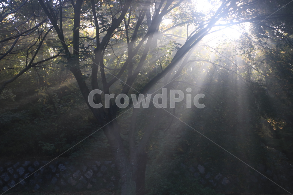 light,빛,플레어,sunlight,햇빛,빛내림,자연,nature,숲,forest,자연,풍경,nature,landscape