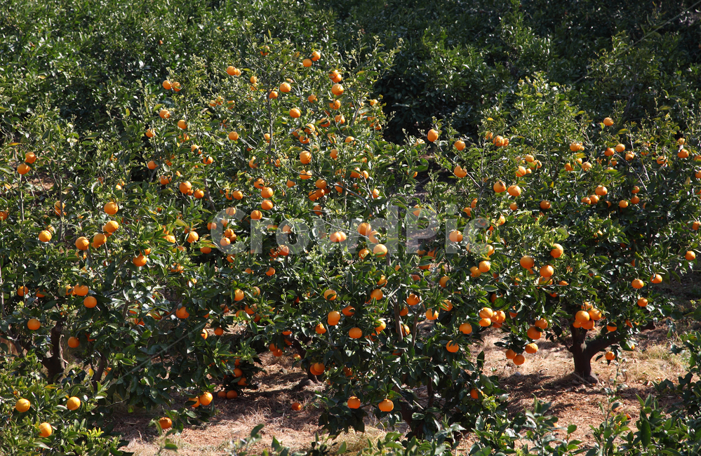 감귤,귤,귤나무,열매,과일,과실,식물,농장,귤농장,과수원,나무,나뭇잎,농산물,농작물,제주감귤,제주귤,제주,제주도,특산물,주황색,자연,재배,한국