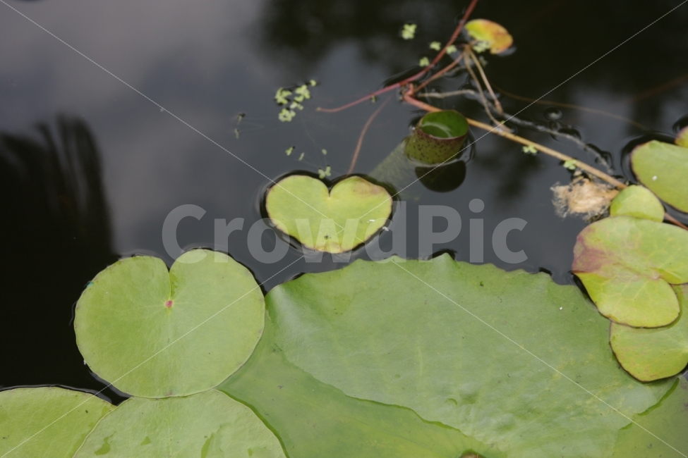 수련잎,연못,하트,사랑,감성,식물,자연,plants,nature