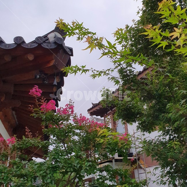 전주,한옥마을,분홍꽃,백일홍,flower,풍경