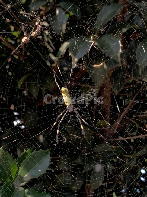 거미,거미줄,spider,동물,spiderweb,곤충,벌레,insect,bug
