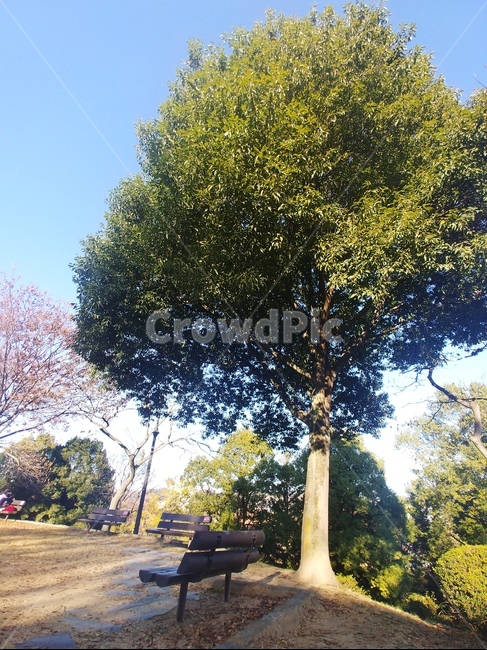 tree,의자,벤치,쉼,treetrunk,나무,자연,풍경,nature,landscape,식물,plants,나무,trees,wood