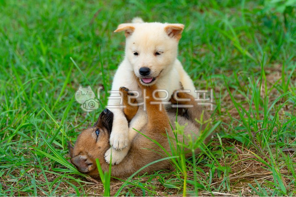개,동물,강아지,귀여운,뽀시래기,애완동물,pet,animal,mammal,plant,dog,이쁜강아지,동물,animal,포유류,mammal,개,강아지,dog,doggy
