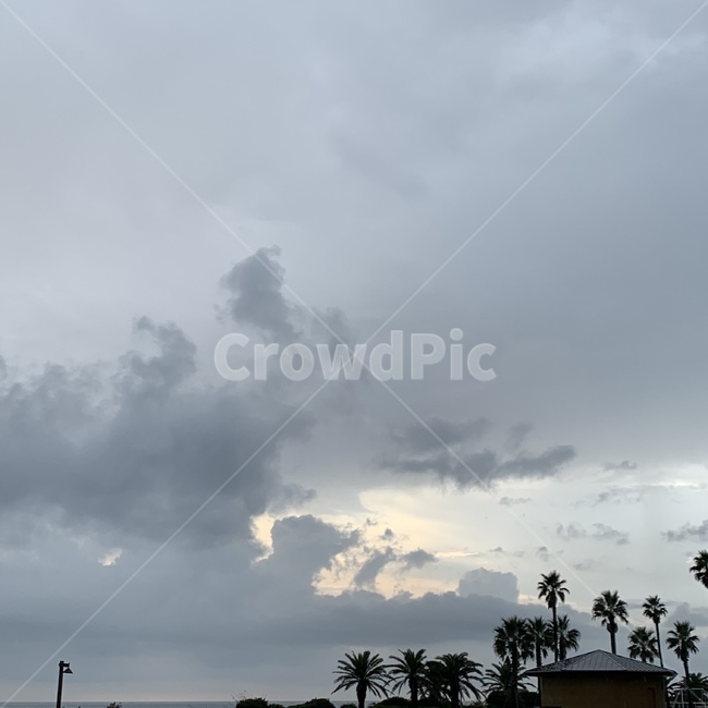 nature,자연,풍경,landscape,야자수,나무,morning,palmtree,jeju,제주,제주도,tree,sky,하늘,구름,cloud,자연,풍경,nature,landscape