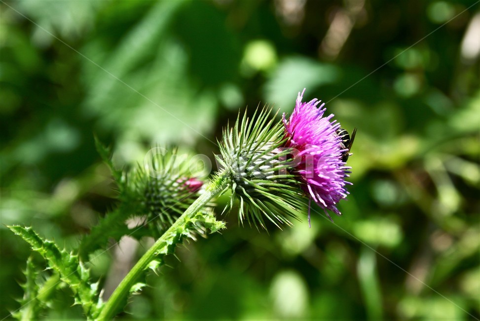 지느러미엉겅퀴,지느러미엉겅퀴꽃,국화과,야생화,식물,꽃,식물,자연,plants,nature,꽃,flower,동물,animal,곤충,벌레,insect,bug