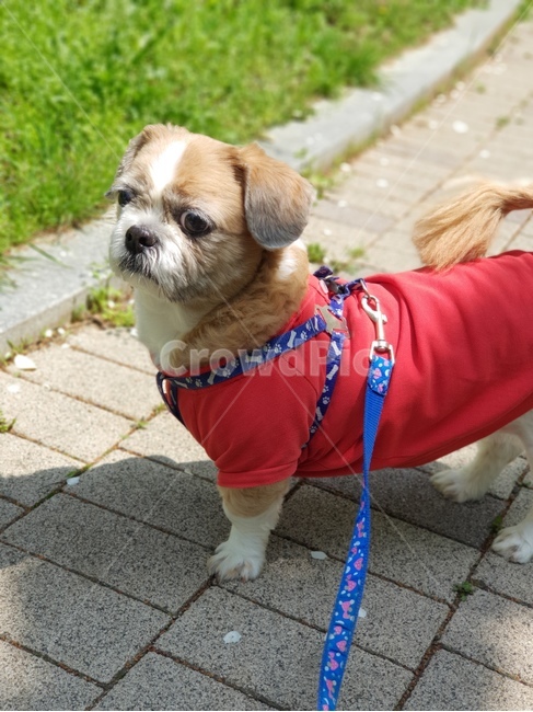 공원,강아지,시츄,반려견,산책,동물,animal,포유류,mammal,개,강아지,dog,doggy