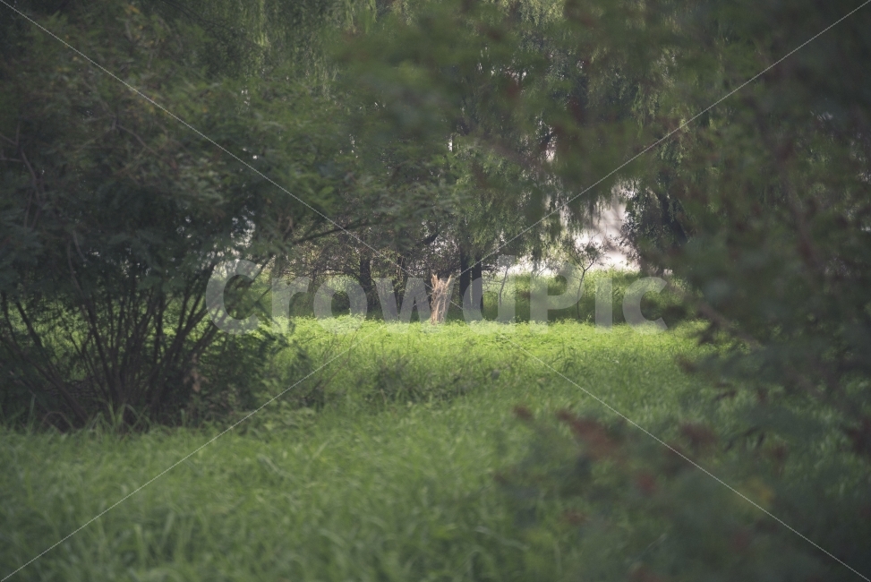 아웃포커스,풀,나무,감성,숲,자연,풍경,nature,landscape