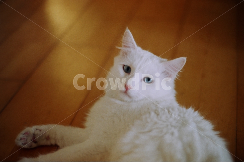 고양이,터키쉬앙고라,동물,cat,animal,반려묘,lying,바닥,floor,stare,동물,animal,포유류,mammal,고양이,cat,kitten,kitty