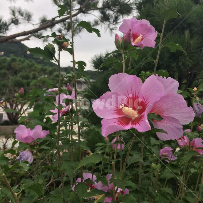 대한민국,무궁화,삼일절,한국,꽃,분홍색,초록,식물,나라꽃,핑크,flower,plant,green,korea,식물,자연,plants,nature,꽃,flower