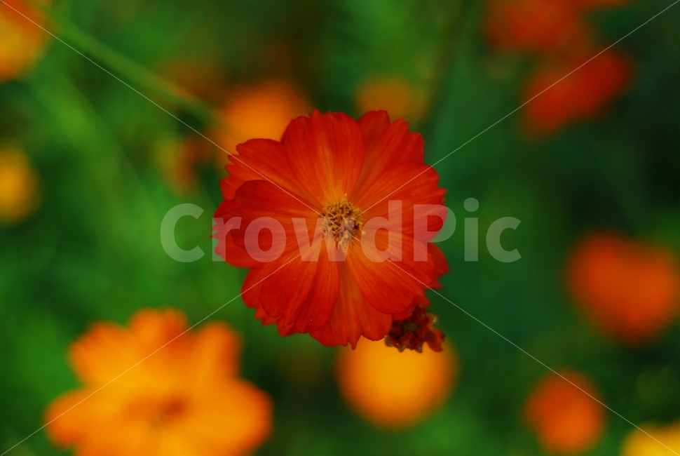 코스모스,황화코스모스,가을꽃,cosmos,주황색꽃,꽃,식물,자연,plants,nature,꽃,flower