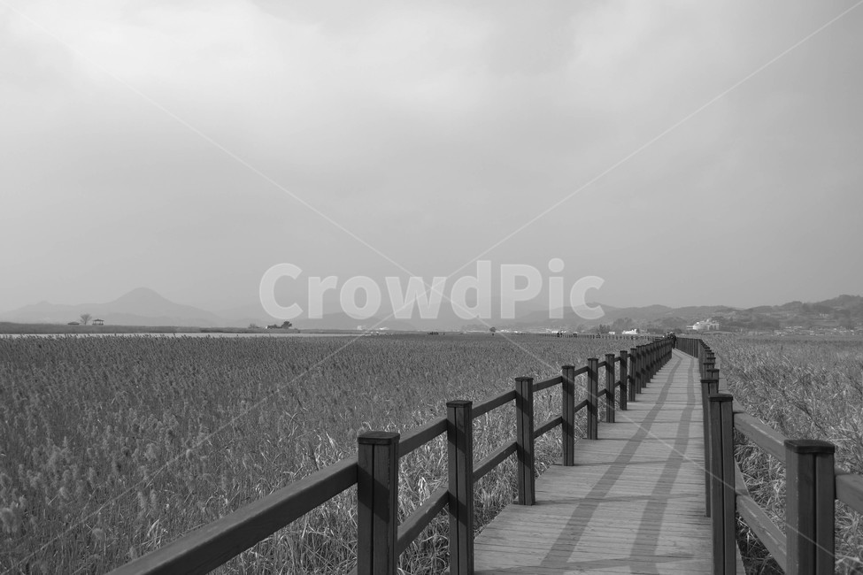순천만,갈대숲,갈대밭,갈대,자연,자연생태공원,자연,풍경,nature,landscape,흑백,모노톤,monochrome,black and white,railing,난간,banister,handrail