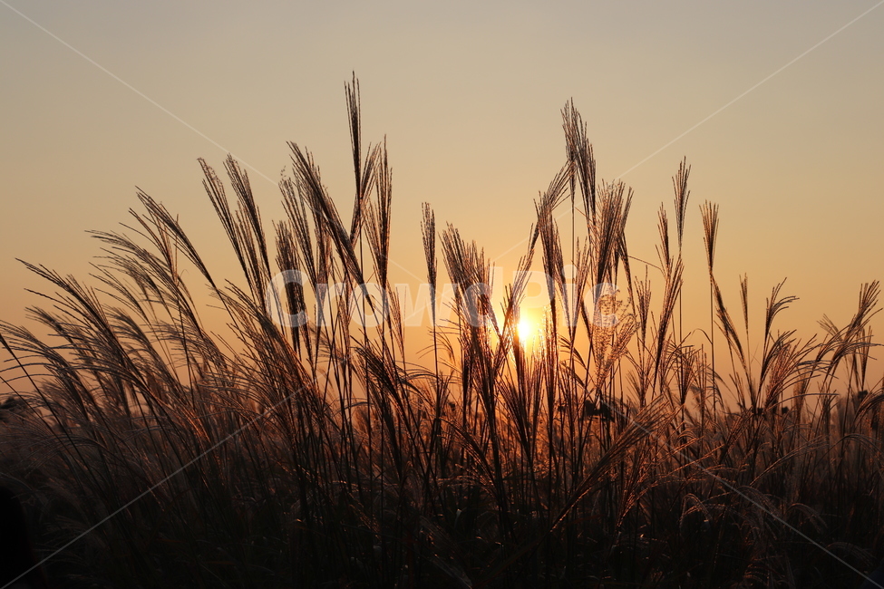 억새풀,가을,노을,감성사진,억새축제,가을,계절,fall,autumn,season,grass,잔디,plant,식물,lawn,reed,갈대