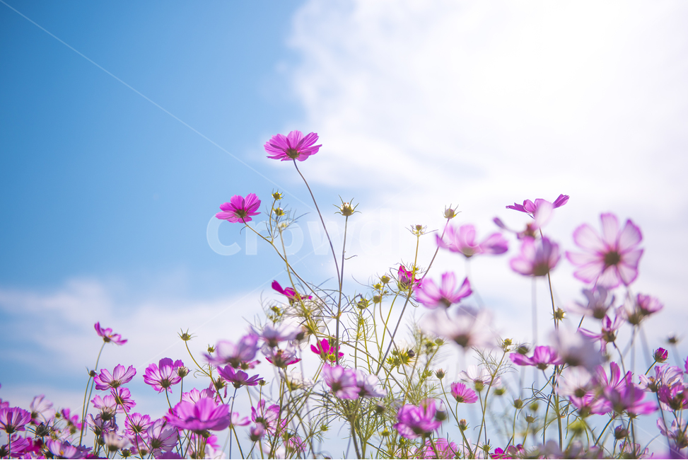 코스모스,꽃밭,가을,핑크,역광사진,cosmos,꽃,flower,가을,계절,fall,autumn,season,식물,자연,plants,nature,꽃,flower,spring,봄,geranium,제라늄,blossom,plant,field,들,grassland,목초지,outdoors,옥외