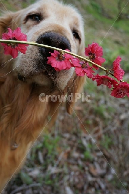 레트리버,골든리트리버,반려견,꽃개,꽃,식물,자연,plants,nature,꽃,flower,동물,animal,포유류,mammal,개,강아지,dog,doggy