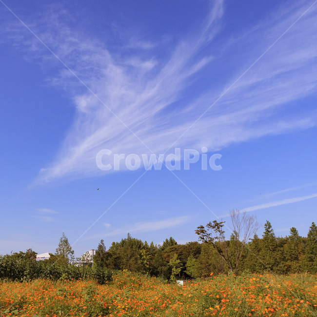 outdoors,옥외,nature,자연,flower,꽃,blossom,상동호수공원,field,들,grassland
