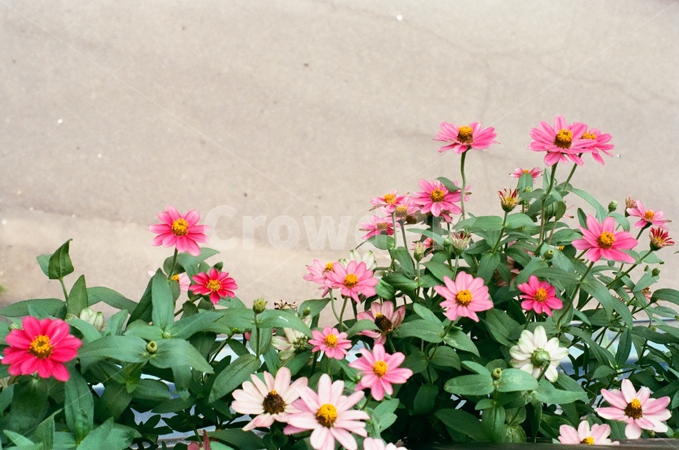 꽃,봄,진달래,코스모스,화분,꽃송이,화사,식물,자연,plants,nature,꽃,flower