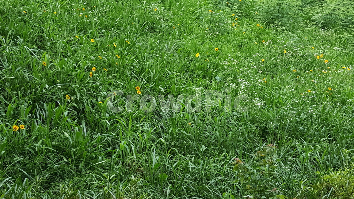 자연,들,풀,field,nature