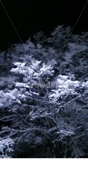 눈,겨울,풍경,겨울풍경,눈내린밤,겨울,계절,winter,season