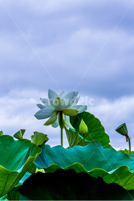연꽃,연잎,하늘,문양,무늬,식물,자연,plants,nature,꽃,flower