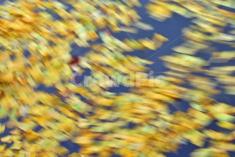 가을,낙엽,나뭇잎,가을색,은행잎,장노출사진,감성,fall,fallenleaves,autumn,연출,컨셉,콘셉,direction,concept