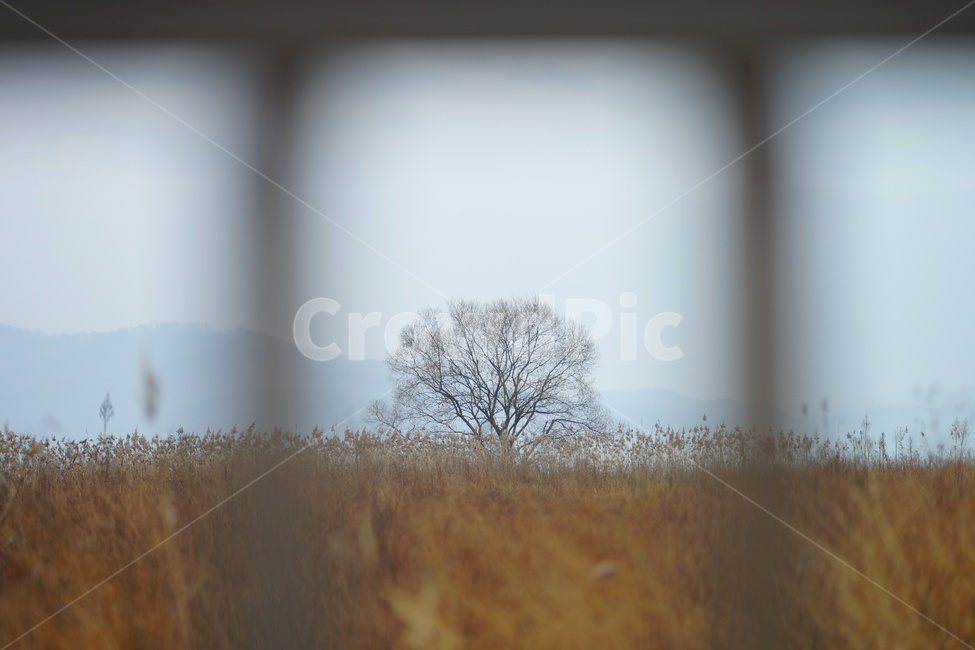나무,가을,비,가을비,스산한,가을,계절,fall,autumn,season,식물,자연,plants,nature,나무,trees,wood