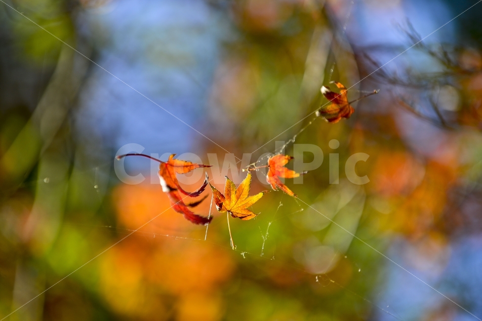 가을,단풍,거미줄,감성,감성사진,니콘,여행,Nikon,가을,계절,fall,autumn,season,식물,자연,plants,nature,감성,sensible,feeling