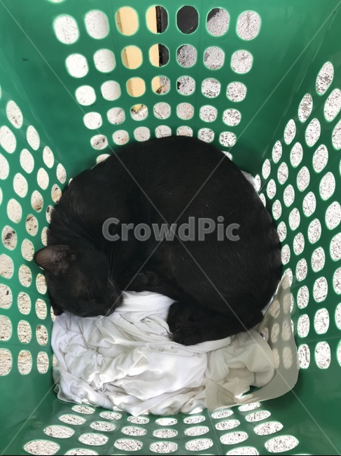 고양이,빨래바구니,검은고양이,cat,blackcat