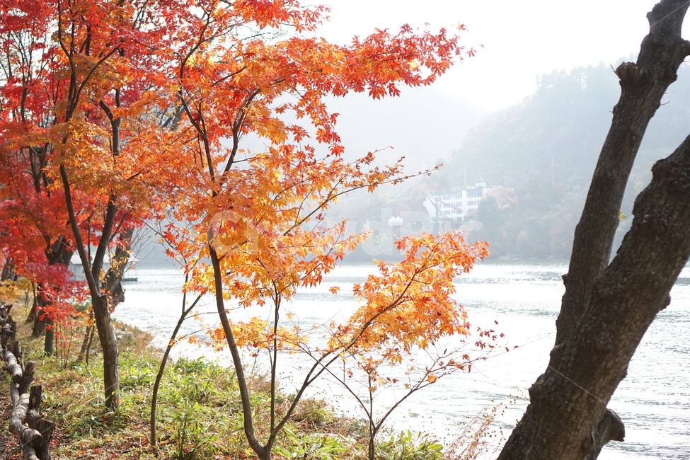 가을,단풍,남이섬,남이섬단풍,가을풍경,가을,계절,fall,autumn,season,자연,풍경,nature,landscape,tree,나무,plant,식물